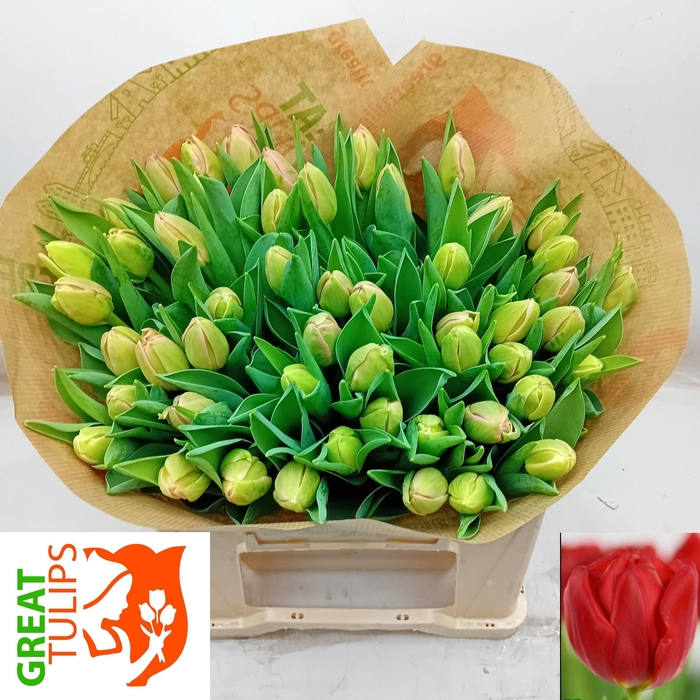 <h4>TU DU PINK SYMBIOSE</h4>