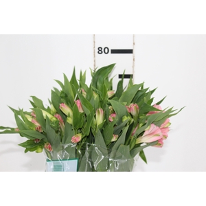 ALSTROEMERIA DUBAI 080 CM