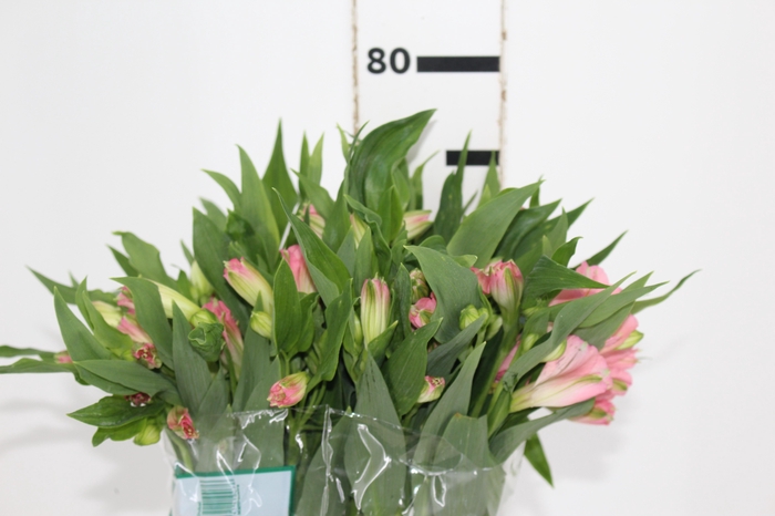 ALSTROEMERIA DUBAI 080 CM