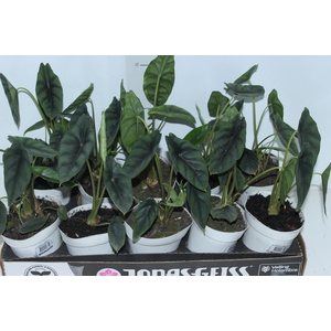 ALOCASIA VENUSTA P12