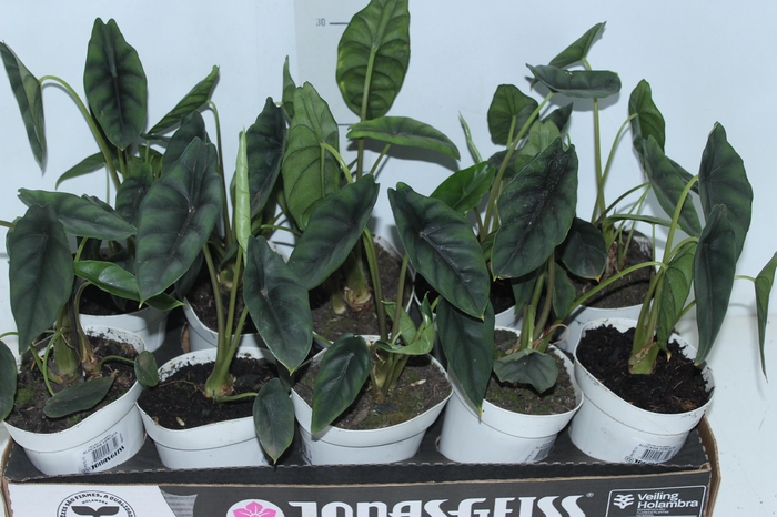 <h4>ALOCASIA VENUSTA P12</h4>