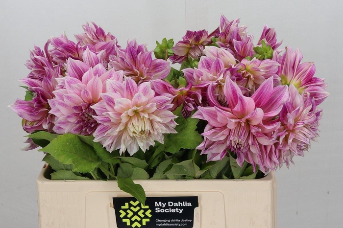 <h4>Dahlia DE 'Cafe au Lait Royal'</h4>