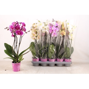 PHAL GEM 5 KL