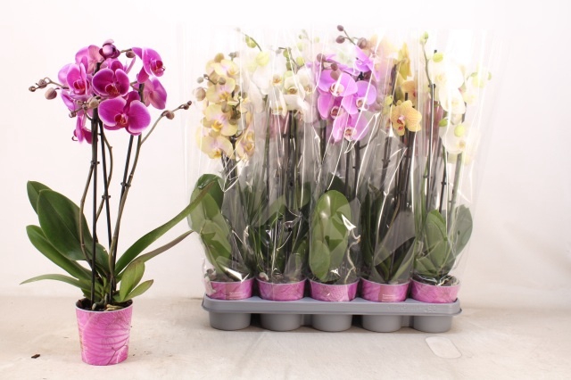 <h4>PHAL GEM 5 KL</h4>