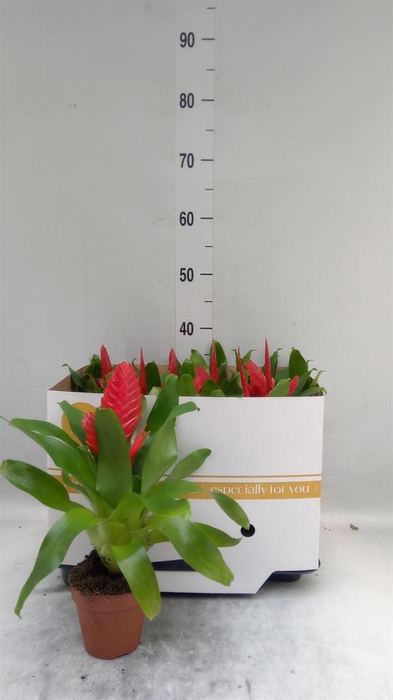 <h4>Vriesea  'Twinkle'</h4>