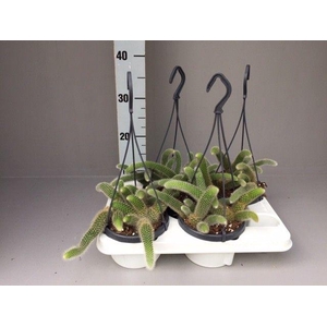 Hildewintera colademonis