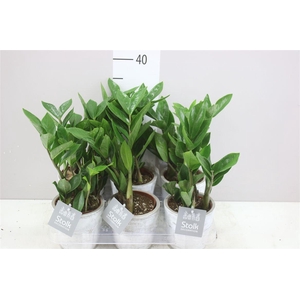Zamioculcas In White Wash