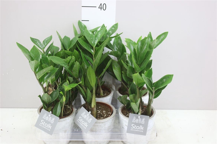 <h4>Zamioculcas In White Wash</h4>