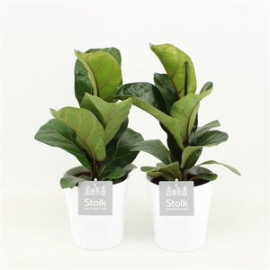 Ficus Lyrata in Liv keramiek