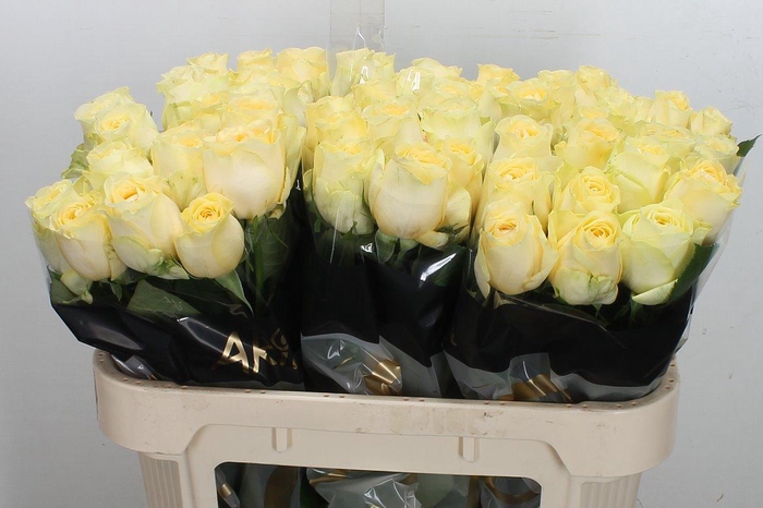 <h4>R Gr Buttercup</h4>