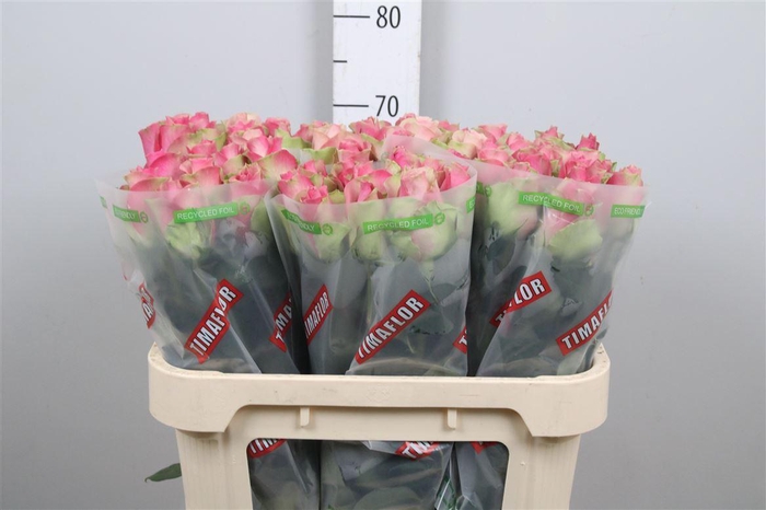 <h4>R Gr Bellevue</h4>