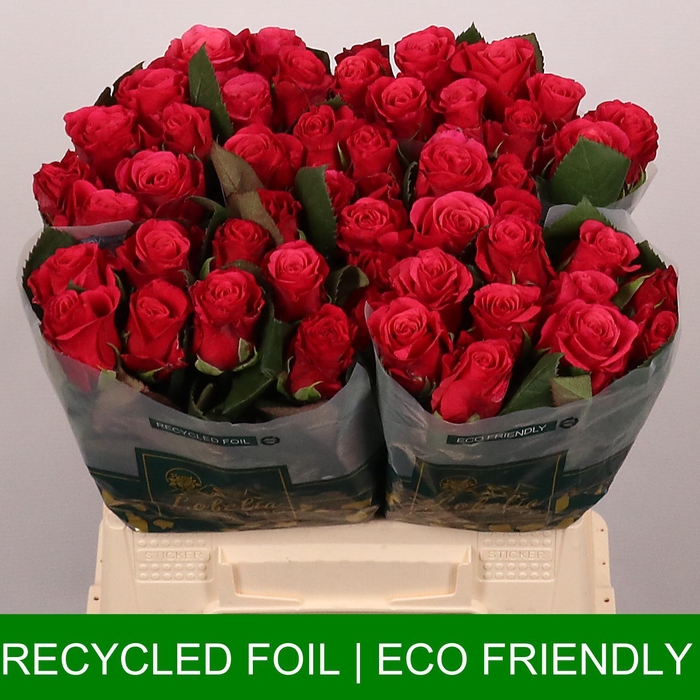 <h4>R GR TACAZZI+</h4>