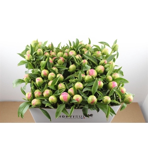 Paeo L Pink Hawaiian Coral