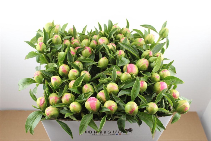 <h4>Paeo L Pink Hawaiian Coral</h4>