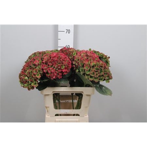 Hydr Cl M Mag Amethy