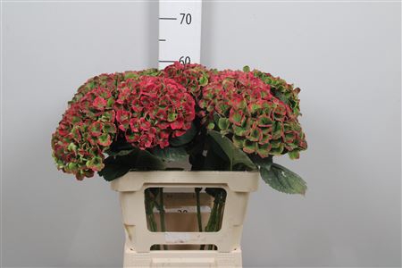 Hydr Cl M Mag Amethy