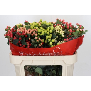 Hypericum Rainbow Romance Spray