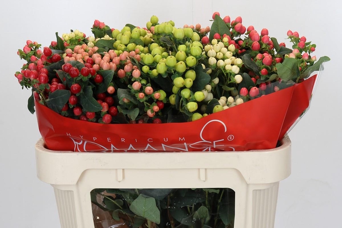 <h4>Hypericum Rainbow Romance Spray</h4>