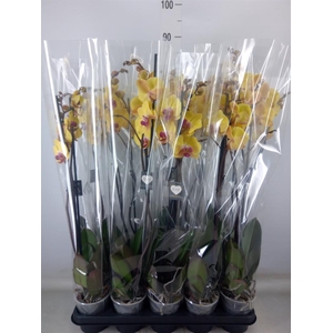 Phalaenopsis  'Goldion'