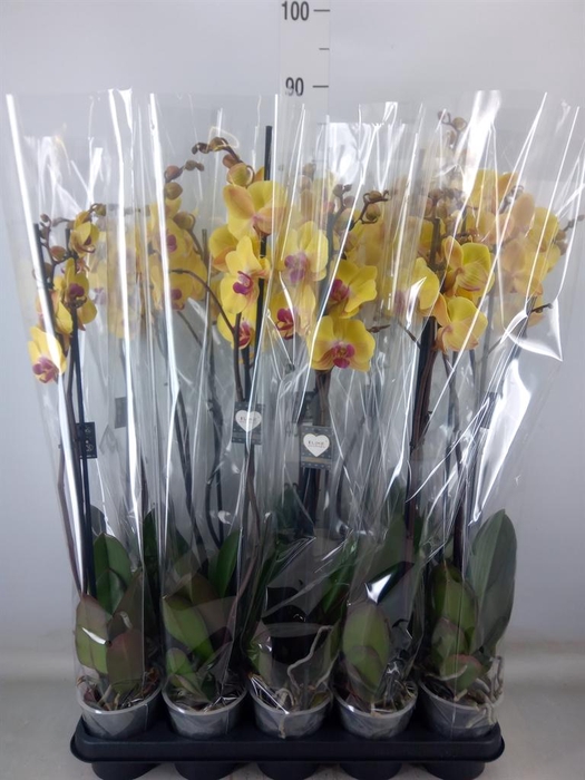 <h4>Phalaenopsis  'Goldion'</h4>