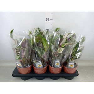 Calathea  'Fusion White'