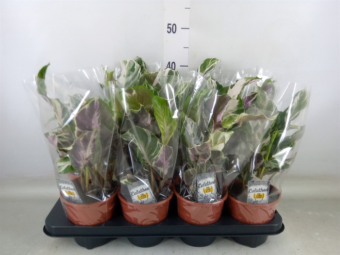 <h4>Calathea  'Fusion White'</h4>