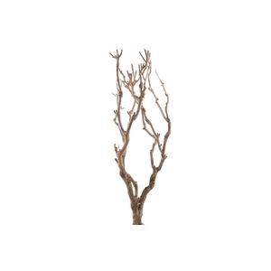 Syringa Branch Super Rudajev