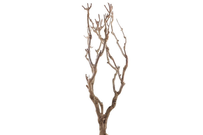<h4>Syringa Branch Super Rudajev</h4>