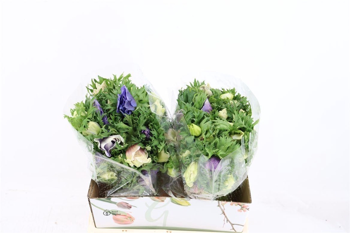 <h4>Anem Marianne Pastel</h4>