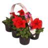 <h4>6 pack rood</h4>