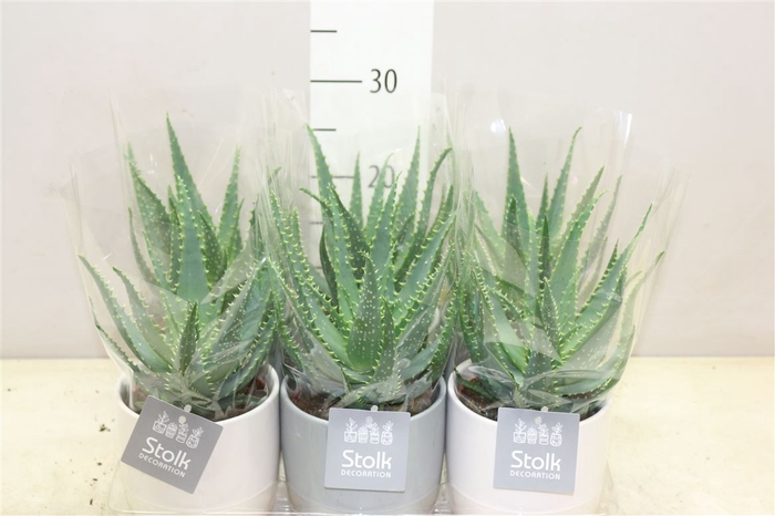 <h4>Aloe Arborescens Emily Keramiek</h4>