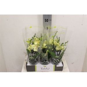 Phal Tablo Limoncello Geel 2 Tak