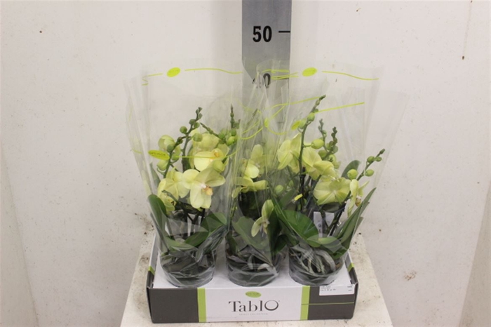 <h4>Phal Tablo Limoncello Geel 2 Tak</h4>