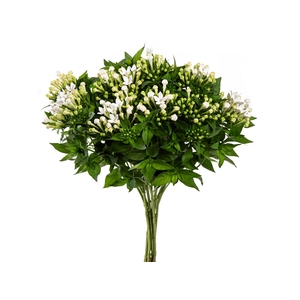BOUVARDIA ELEGANCE BIANCA 040 CM