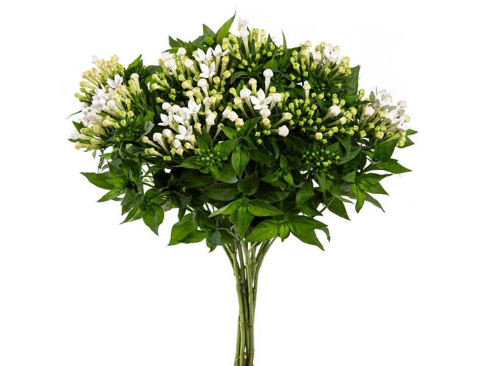 <h4>BOUVARDIA ELEGANCE BIANCA 040 CM</h4>