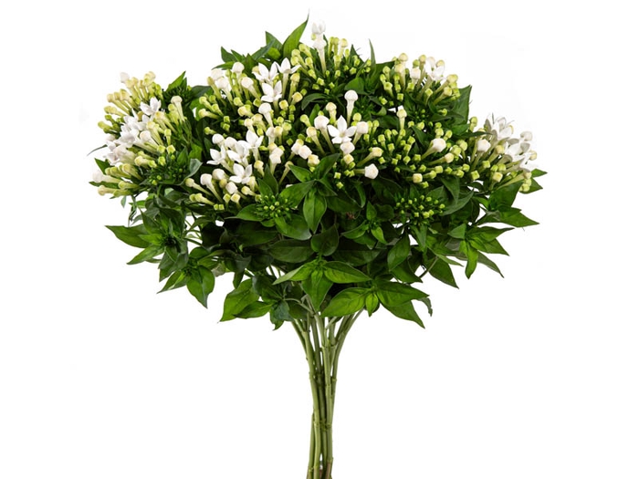 BOUVARDIA ELEGANCE DOUBLE BIANCA 040 CM