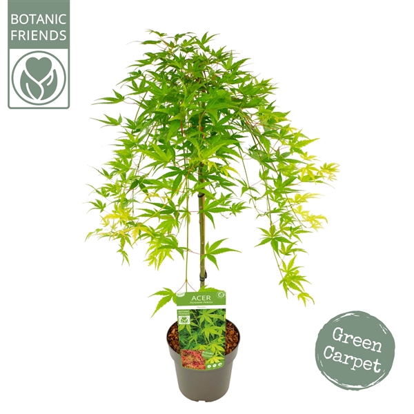 <h4>Acer palm. 'Ryusen' ®</h4>