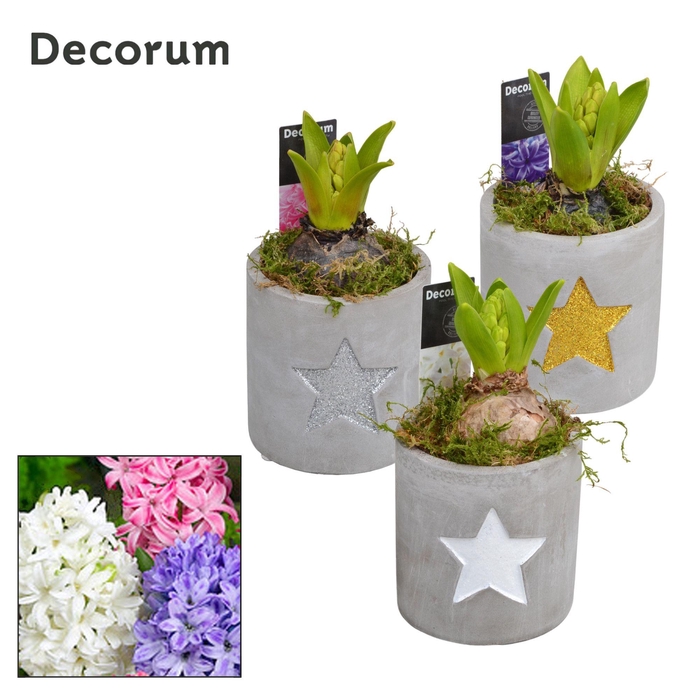 <h4>ARR HYACINTH</h4>