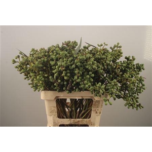 Euc Greenberry Per Bunch