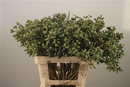 <h4>Euc Greenberry Per Bunch</h4>