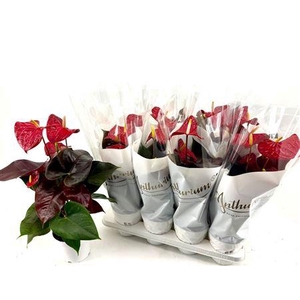 Anthu A Coral Champi 5-6 Bloemen+