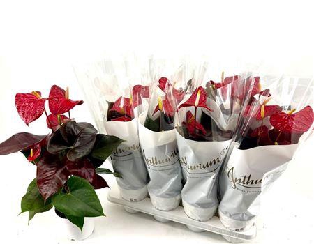 <h4>Anthu A Coral Champi 5-6 Bloemen+</h4>