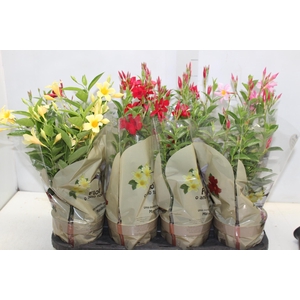 DIPLADENIA PICOLI P14 VARIADO