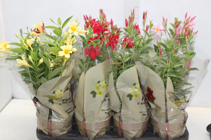 <h4>DIPLADENIA PICOLI P14 VARIADO</h4>