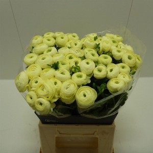 Ran Success Commedia