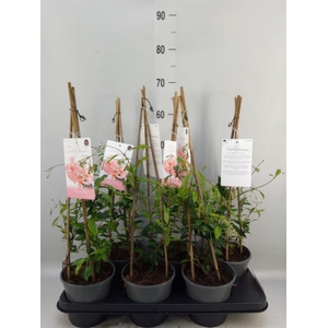 Trachelospermum jasm.