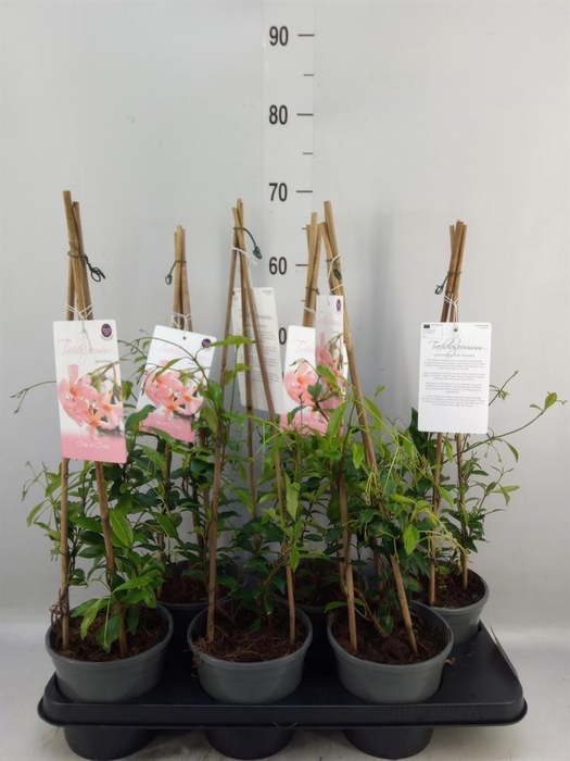 <h4>Trachelospermum jasm.</h4>