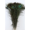 Feather Peacock Natural P Stem