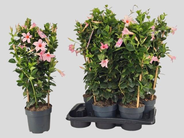 <h4>MANDE SUN CR PINK</h4>