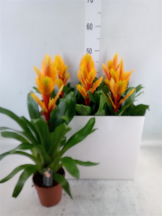 <h4>Vriesea  'Intenso Flame'</h4>